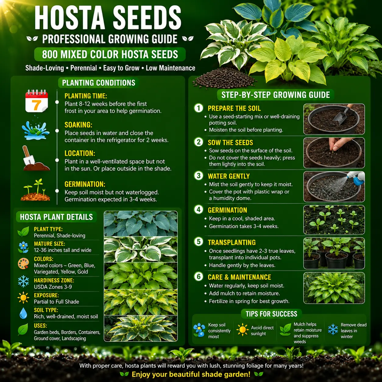 mixed color hosta seeds – shade loving perennials with stunning foliage, easy to grow, low maintenance, perfect for pots & garden beds mixed color hosta seeds – shade loving perennials with stunning foliage, easy to grow, low maintenance, perfect for pots & garden beds