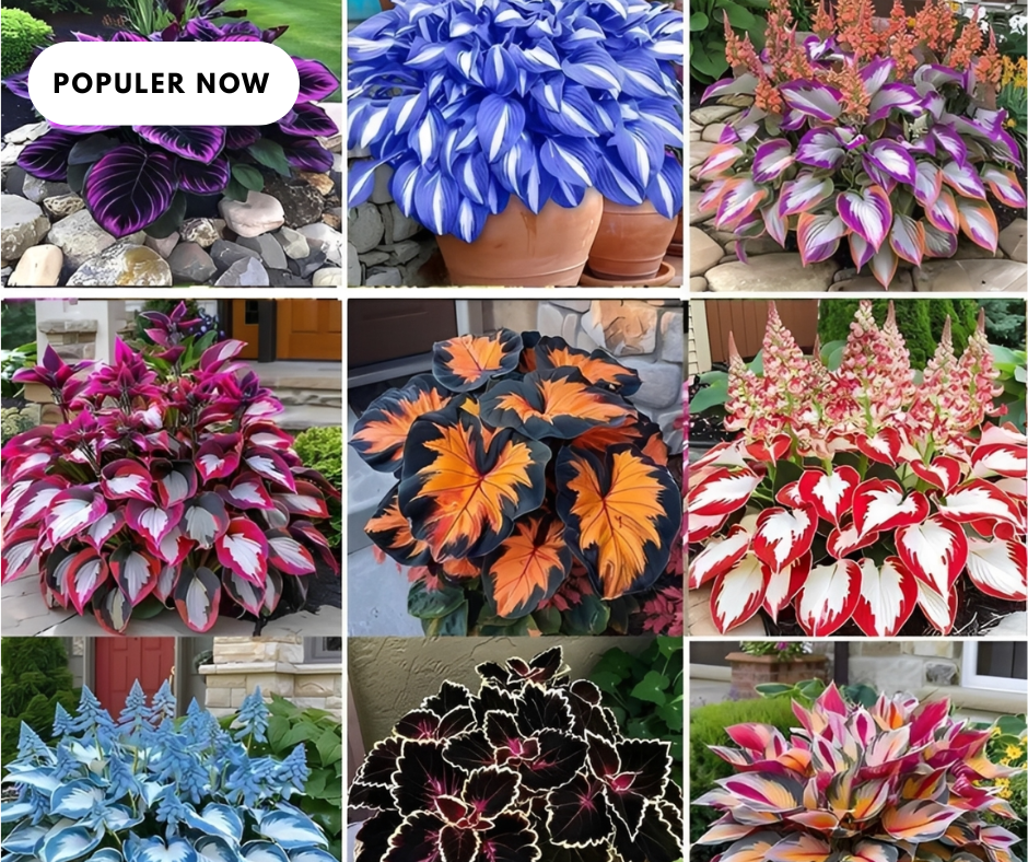 mixed color hosta seeds – shade loving perennials with stunning foliage, easy to grow, low maintenance, perfect for pots & garden beds mixed color hosta seeds – shade loving perennials with stunning foliage, easy to grow, low maintenance, perfect for pots & garden beds