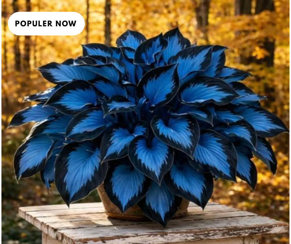 mixed color hosta seeds – vibrant shade loving foliage for stunning ground cover