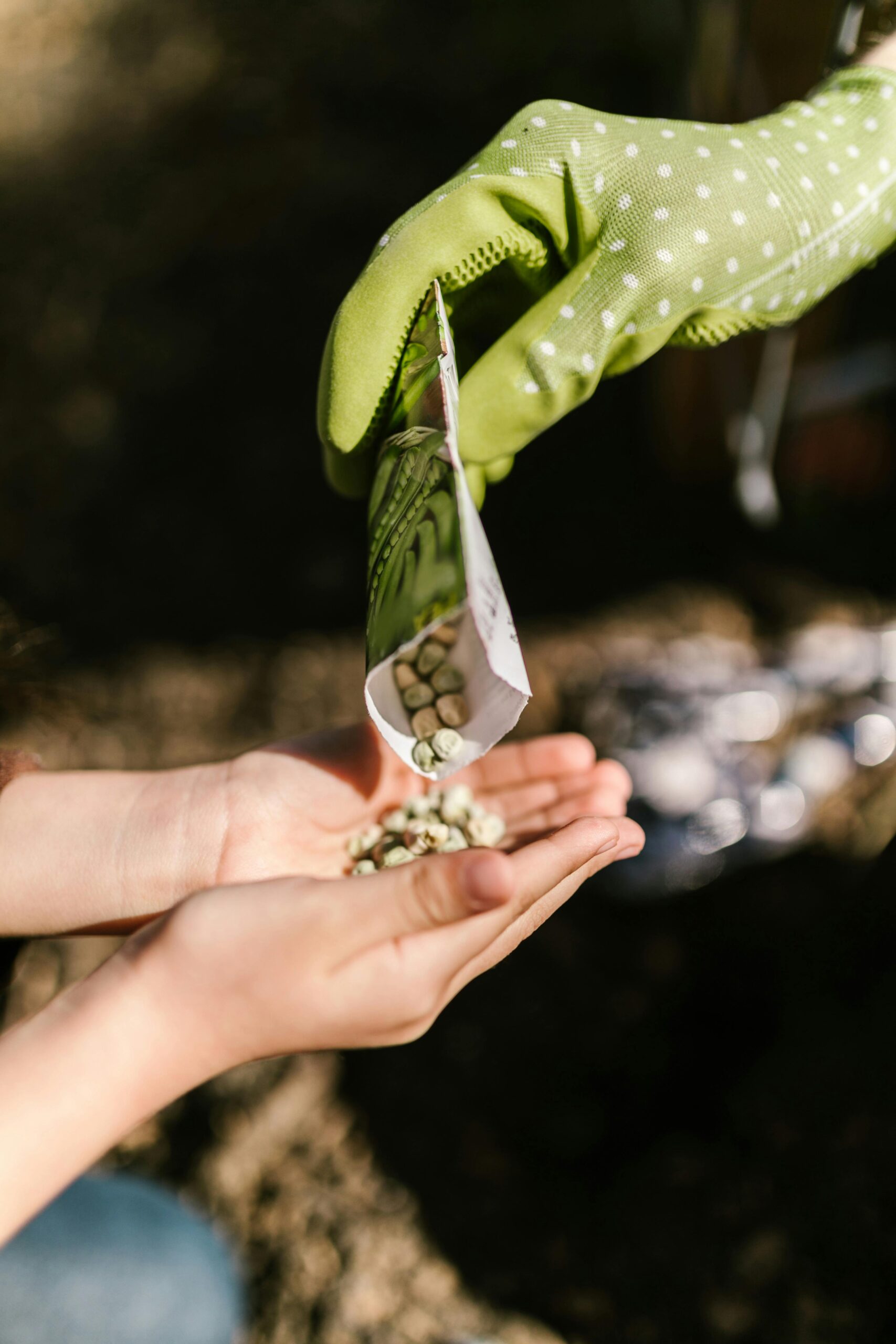 pexels photo 7782163 7782163 Close-up of a child receiving seeds from a gloved hand for planting.