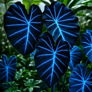 hosta seeds –
