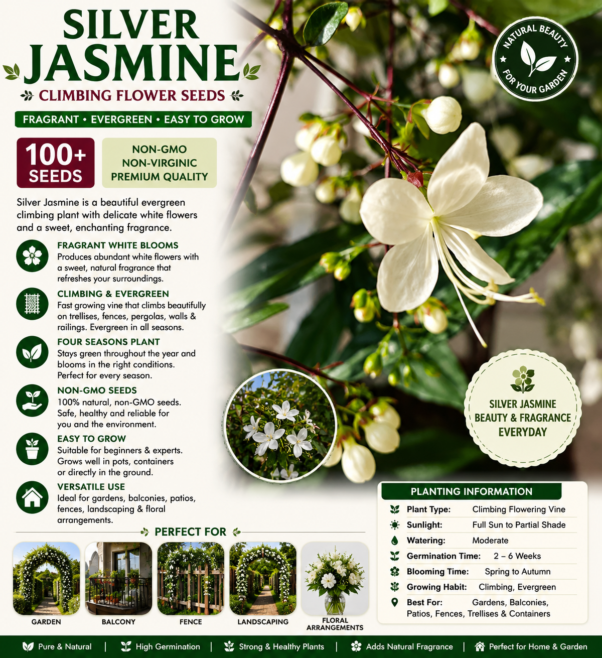 weeping jasmine seeds white jade butterfly weeping jasmine seeds white jade butterfly