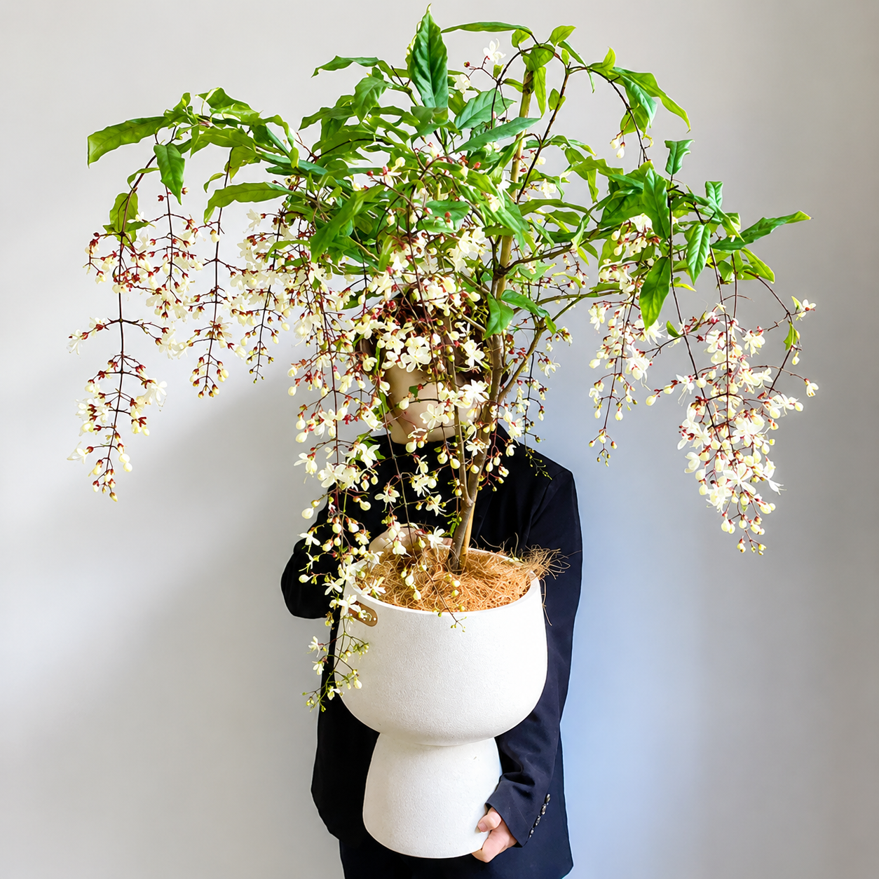 weeping jasmine seeds white jade butterfly weeping jasmine seeds white jade butterfly