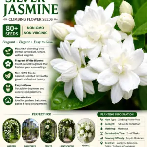 100+climbing jasmine flower seeds fragrant plant for planting garden home four seasons evergreen silver jasmine garden balcony climbing flower non gmo