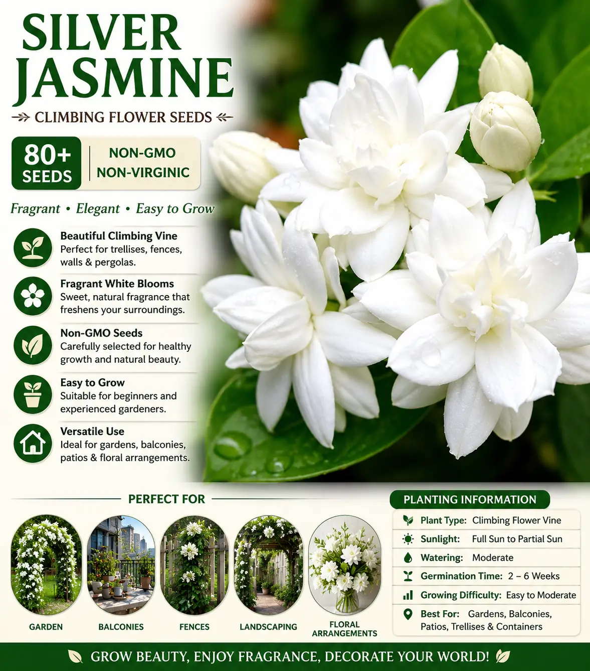 100+climbing jasmine flower seeds fragrant plant for planting garden home four seasons evergreen silver jasmine garden balcony climbing flower non gmo 100+climbing jasmine flower seeds fragrant plant for planting garden home four seasons evergreen silver jasmine garden balcony climbing flower non gmo