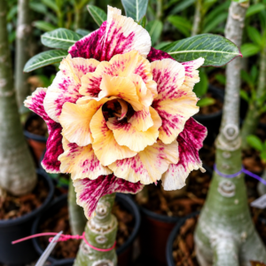 golden year desert rose plant seeds – exotic blooming adenium flower