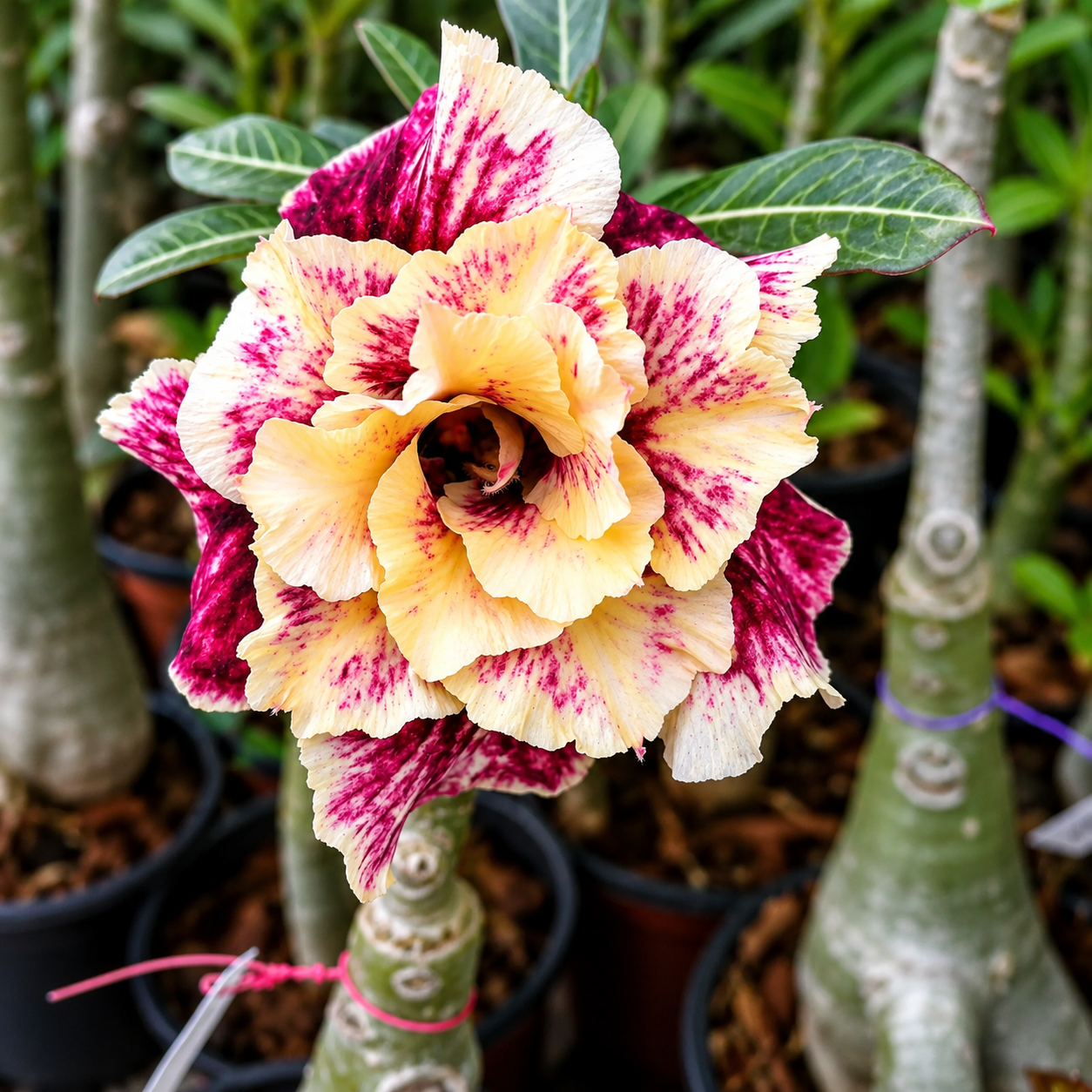 golden year desert rose plant seeds – exotic blooming adenium flower golden year desert rose plant seeds – exotic blooming adenium flower