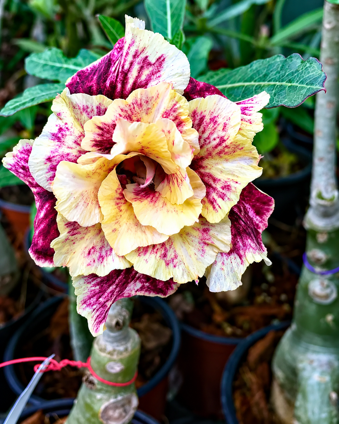 golden year desert rose plant seeds – exotic blooming adenium flower golden year desert rose plant seeds – exotic blooming adenium flower