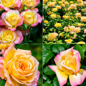 peaceful roses – the messenger of peace | elegant blooming rose plant