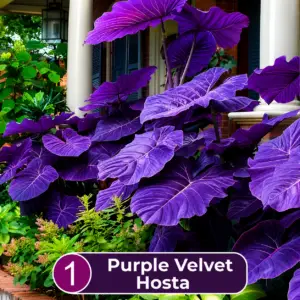 rare purple velvet hosta seeds for planting – giant purple shade loving perennial plant for garden, patio & landscaping