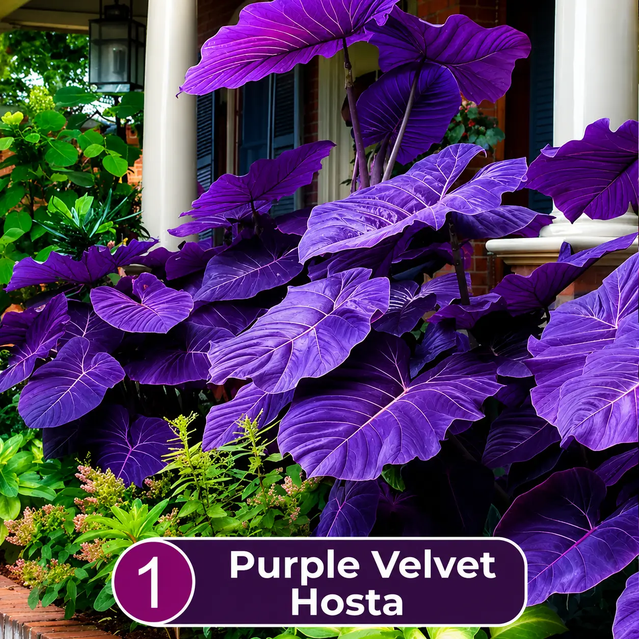 rare purple velvet hosta seeds for planting – giant purple shade loving perennial plant for garden, patio & landscaping rare purple velvet hosta seeds for planting – giant purple shade loving perennial plant for garden, patio & landscaping