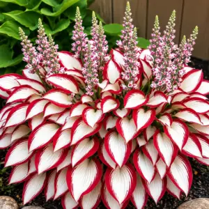 mixed color hosta seeds by calmbloom – shade tolerant perennial plants, easy to grow, low maintenance garden foliage for pots, borders & landscape