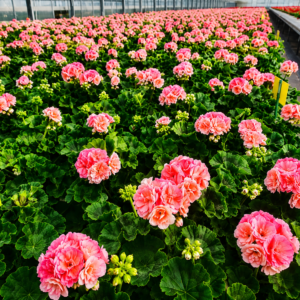 100 rosebud astrid seeds – rare beautiful flowering plant for outdoor & indoor gardens