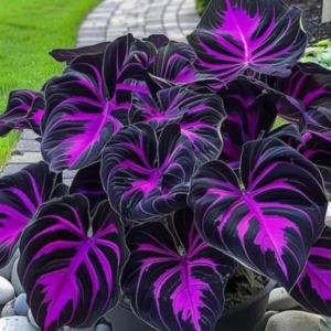 500 mixed hosta seeds for planting – rare color shade perennial flowers, easy to grow hosta plants for garden, landscaping & outdoor decor