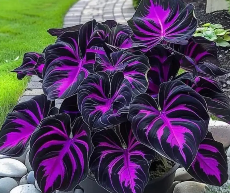 500 mixed hosta seeds for planting – rare color shade perennial flowers, easy to grow hosta plants for garden, landscaping & outdoor decor 500 mixed hosta seeds for planting – rare color shade perennial flowers, easy to grow hosta plants for garden, landscaping & outdoor decor